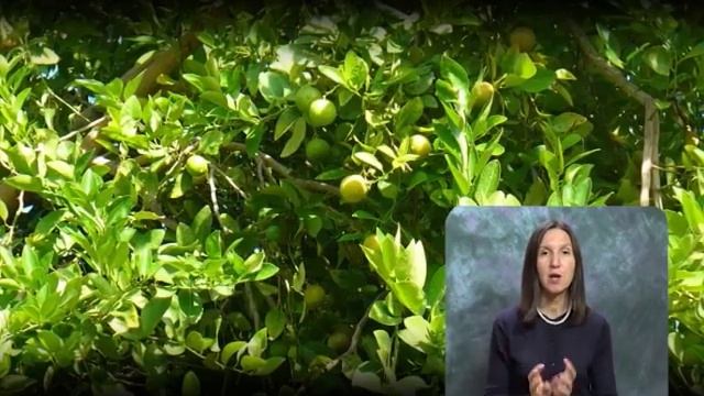 Букет. Выпуск 123 смотреть онлайн