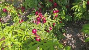 Нектарин Старк Ред Голд