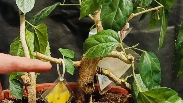 √7 гибискус 113