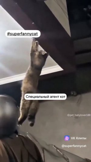 Живучие коты