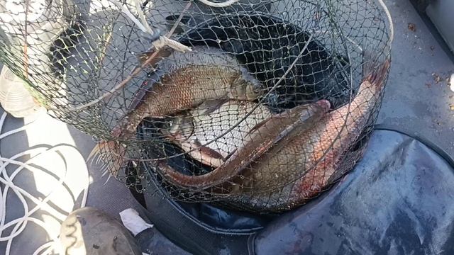 Сегодня скромный улов по лещу.