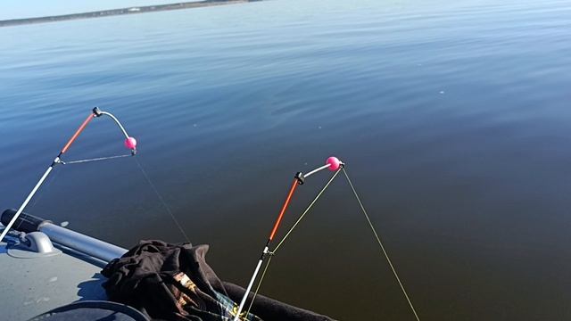 Поклевка леща крупным планом.