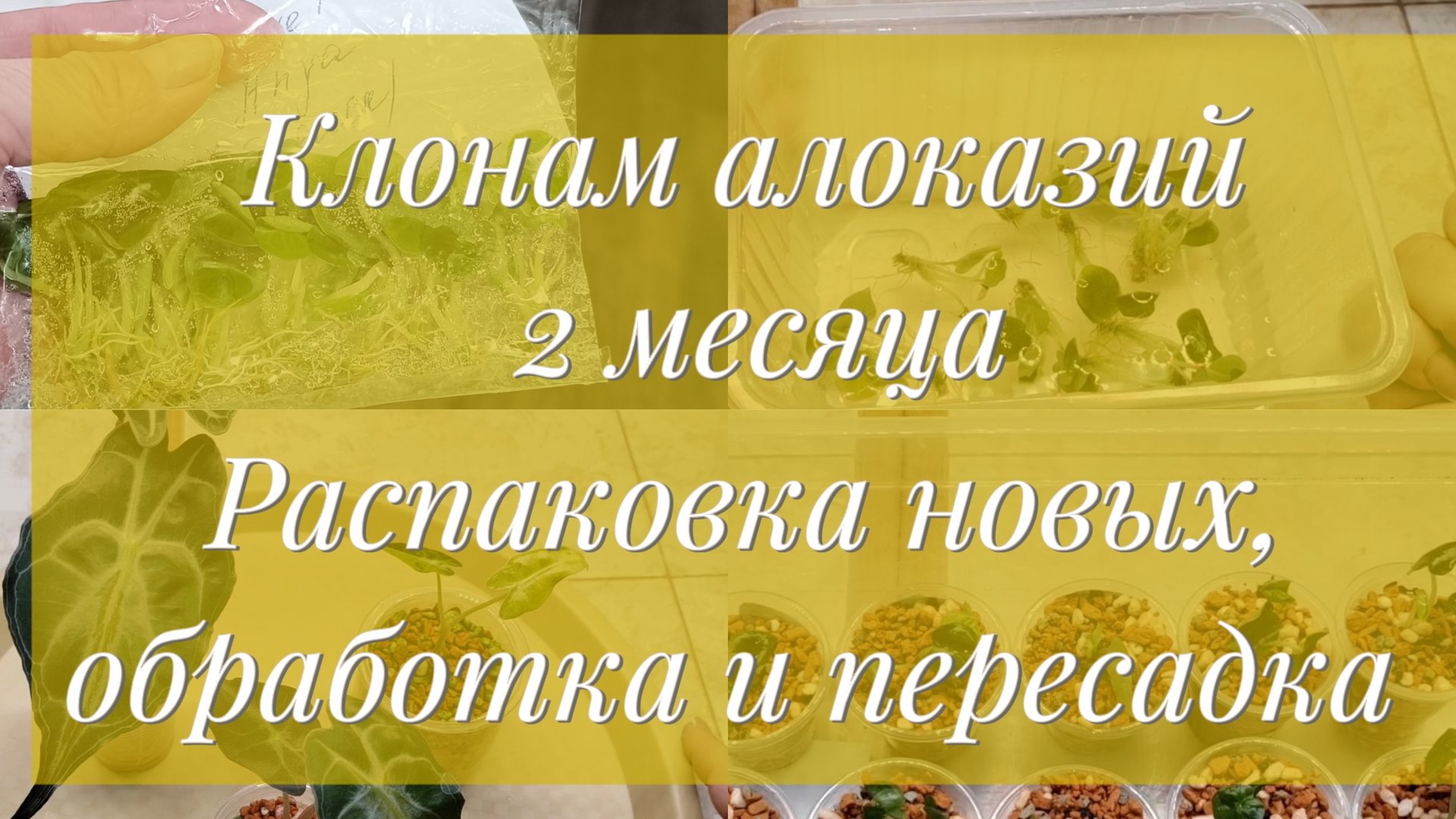 Клонам алоказий 2 месяца | Распаковка новых, обработка и пересадка смотреть онлайн
