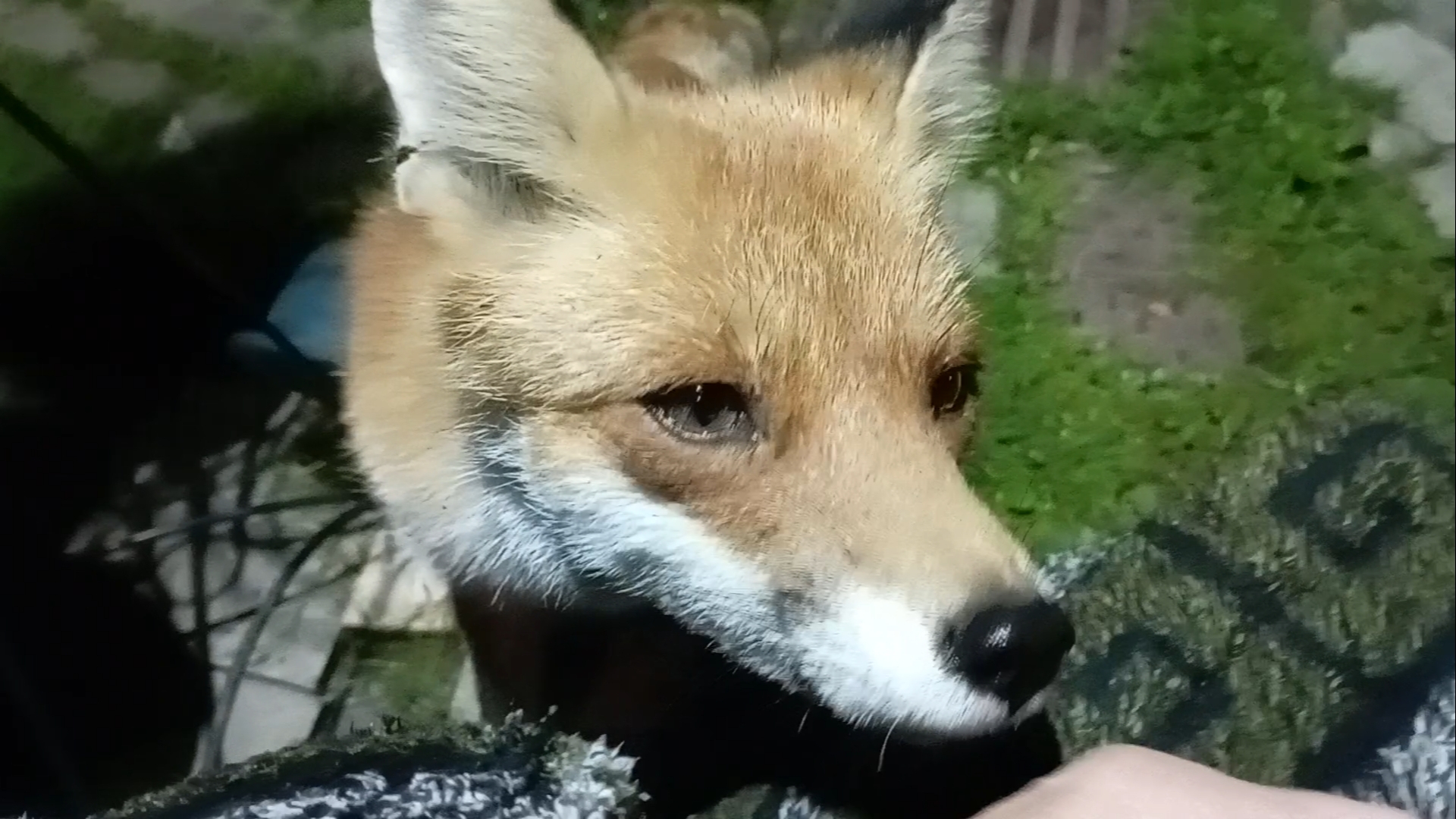 (1114) Лиса приходит в гости. Сентябрь 2025 смотреть онлайн