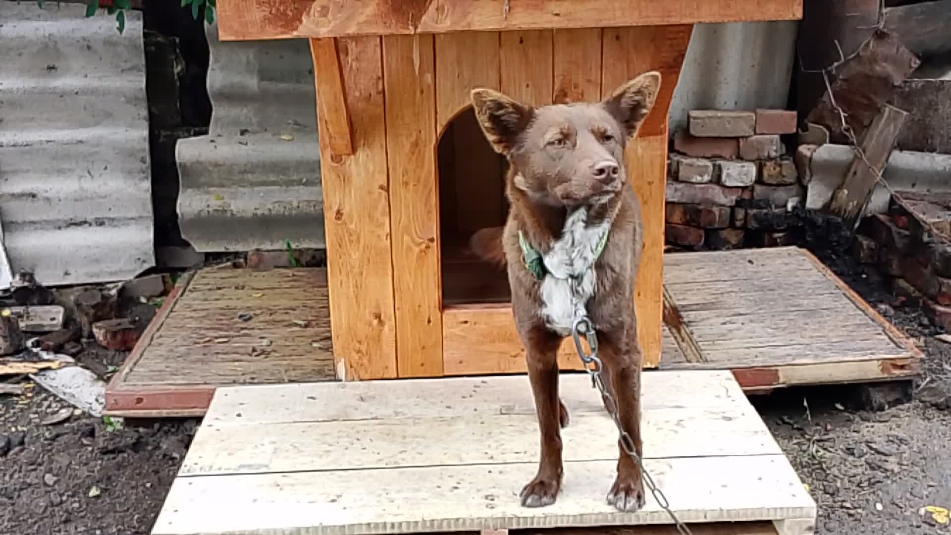 Мишкино Новоселье!🎇 Донаты помогли! Всем друзьям, благодарность!🎉 Собачья радость!🐕 смотреть онлайн