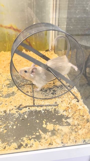 Дегу в колесе: фитнес по-беличьи смотреть онлайн