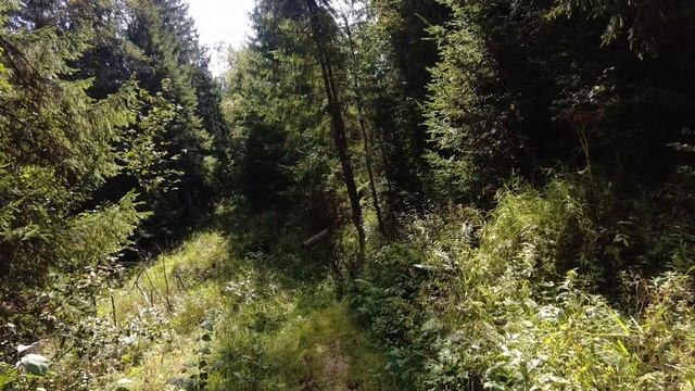 По лесным тропам! Как же нужен напарник!!!) смотреть онлайн