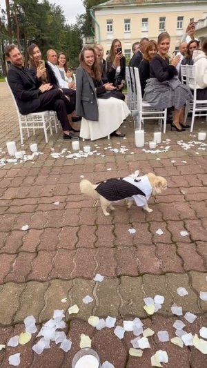 Удивительный пёс выносит кольца на свадьбе