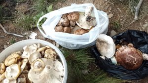 Сбор #грибов # Корсаковский район.