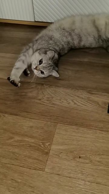 Гороскоп #гороскоп #приколы #юмор #кошкаСоня  #cat #мужижена #настроение 15-09-2025