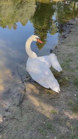 Белый лебедь у пруда в Выксунском парке