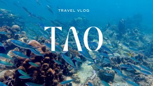 Ко Тао | Лучший остров в Таиланде? | Черепахи | Акулы