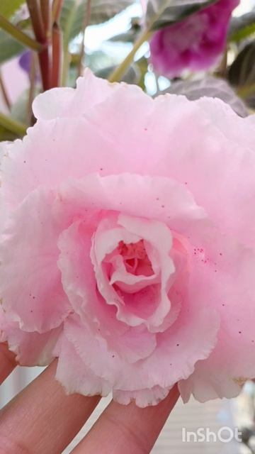 Утренний обзор моих красавиц 🙏😍😍😍😍😍 смотреть онлайн