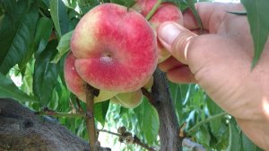 Персик Владимирский инжирный (плоский) Ростов-на-Дону. Small Gardens