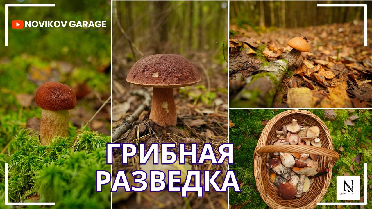 Грибная разведка 14 сентября 2025. Всеволожский район.