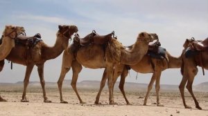 Биология. 5 класс 6 урок. Приспособленность организмов к среде обитания. ВПР, бесплатно.