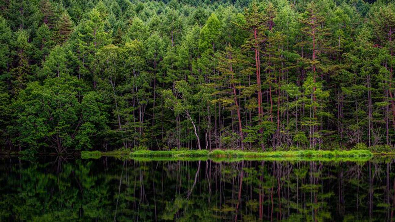 Российский день леса смотреть онлайн