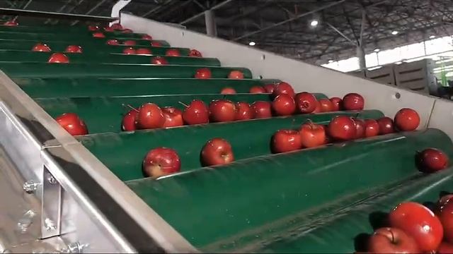 Автоматическая линия по упаковке яблок в ПЭ пакеты смотреть онлайн
