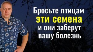 Порча и болезни оставят вас навсегда - бросьте птицам ЭТИ семена