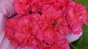 v14*ИВ Сольвейг. Можно ли сформировать невысокий пышный кустик?