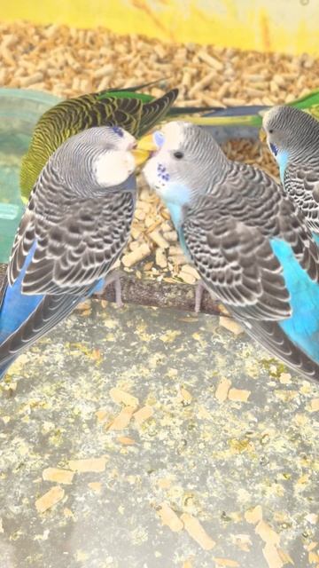 Волнистые попугайчики: момент нежности смотреть онлайн