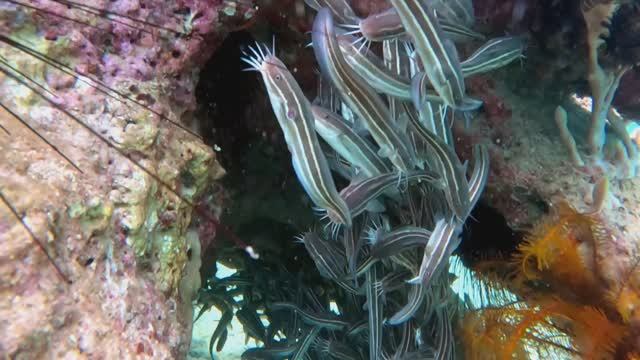 Diving At Dam Bay 10.24