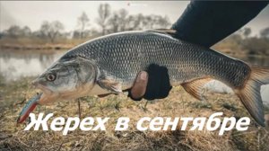 КАК ЛОВИТЬ ЖЕРЕХА в СЕНТЯБРЕ? НАЖИВКИ и СНАСТИ для ЛОВЛИ ЖЕРЕХА. МЕСТА и ВРЕМЯ для РЫБАЛКИ на ЖЕРЕХА