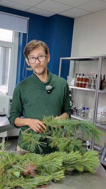 Кедровый стланик