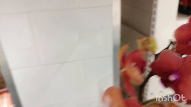 орхидеи в магазинах 