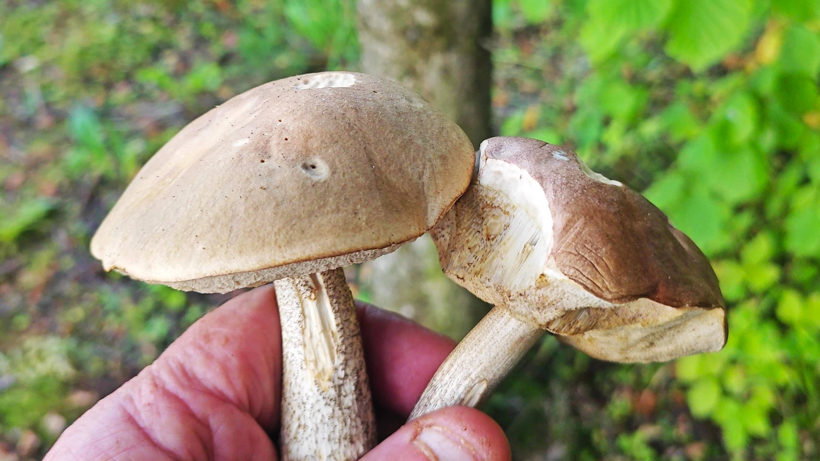 Грибной сентябрь удивляет!