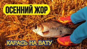 | Осенний жор карася | Ловля карася на вату | Монтаж, проводки, стратегия |