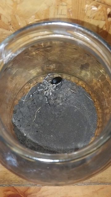 Русский Южный тарантул против бронированного жука вонючки :) смотреть онлайн