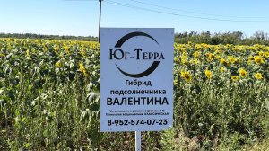 Семена подсолнечника гибрид Валентина🌻 От компании ООО Юг-Терра 🌻 Оптимальный выбор в 2025 году