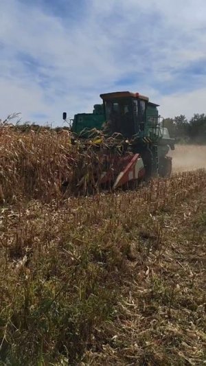 кукуруза 🌽 как у Тома Круза