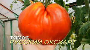 Томат РУССКИЙ ОКСХАРТ (Russian Oxheart). Обзор сортов ТОМАТОВ!