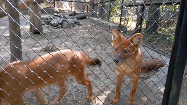 Гривистая волчица Эва и красные волчата 15.09.2025 смотреть онлайн