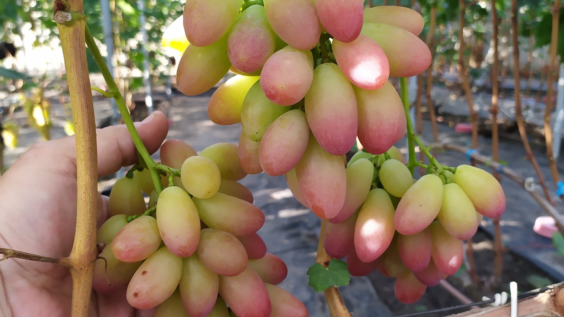 Виноградное АССОРТИ в сентябре 2025г.
   Часть 5 !!!