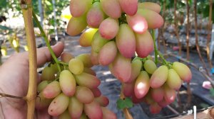 Виноградное АССОРТИ в сентябре 2025г.
   Часть 5 !!!