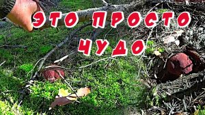 Как собирать белые боровые грибы в сосновом бору