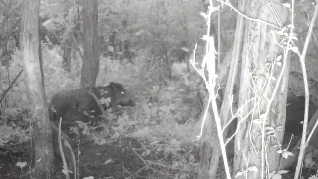 Кабаны фото ловушка смотреть онлайн