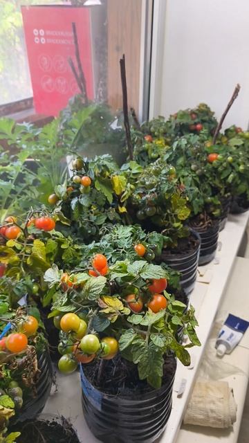 Помидоры смотреть онлайн