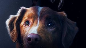 Трейлер фильма - Глазами пса (2025) Ужасы