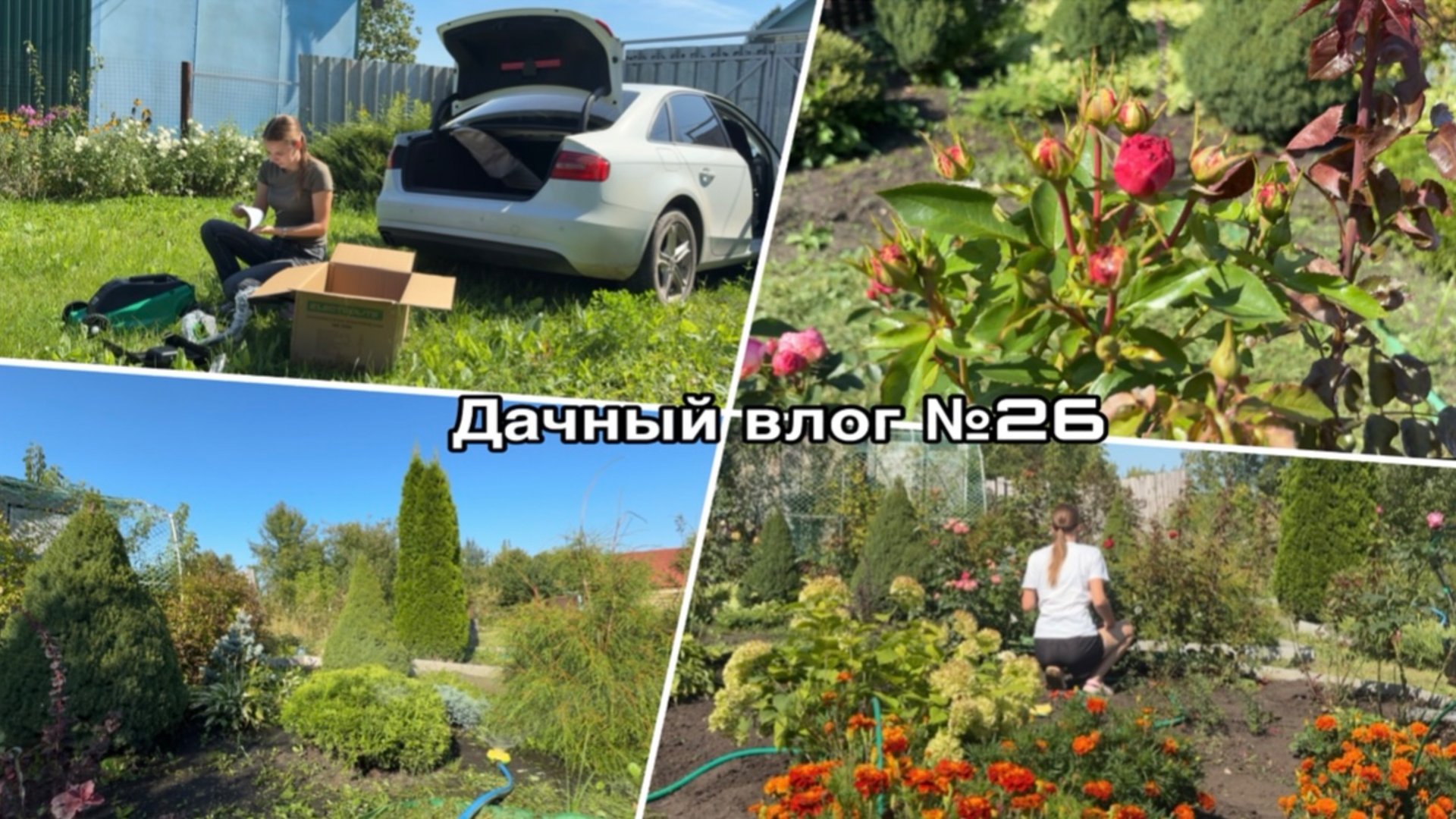 Дачный влог №26 🍓 Снова новый помощник | Что стало с участком?!