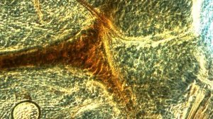 Trypanosoma congolense, выделенная из_цибария