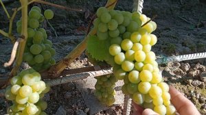 Обзор технических сортов 11.09.2025г