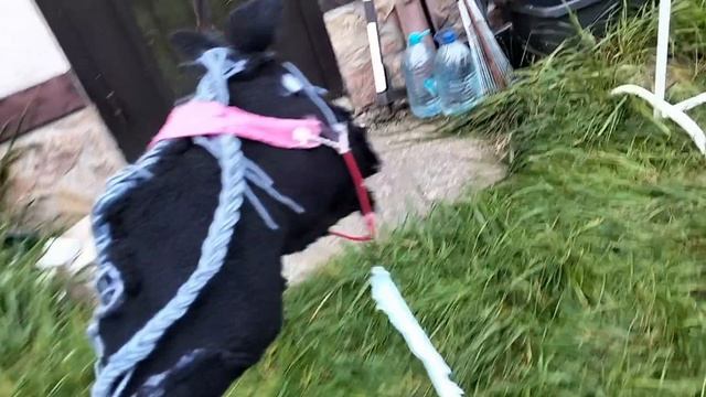 Обзор на новую кобылу и маленькая тренировка