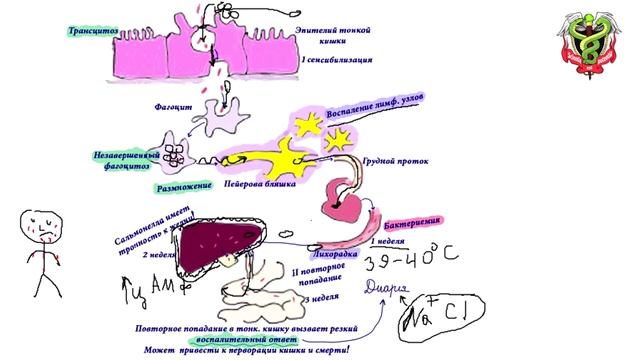 Сальмонеллез. Реакция Видаля. Инфекционные болезни. Диагностика сальмонеллеза
