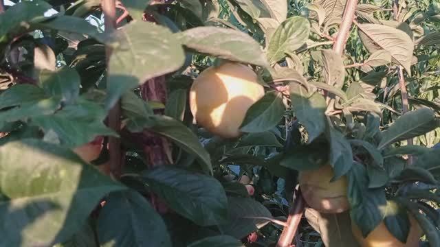 Слива Голден Плумза. смотреть онлайн