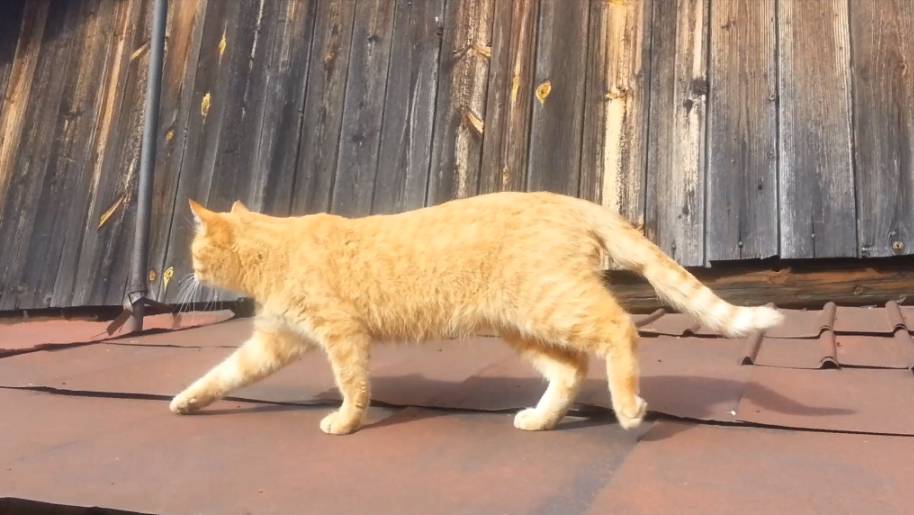 Рыжий на крыше смотреть онлайн