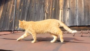 Рыжий на крыше